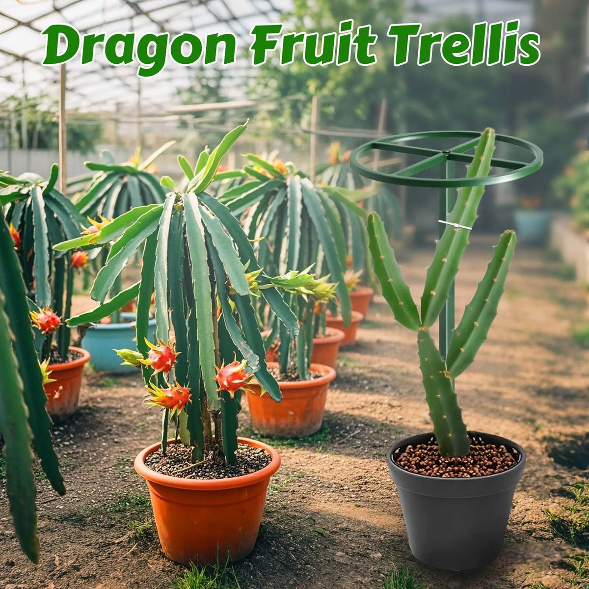 Adjustable Dragon Fruit Trellis | Vertical Metal Plant Support