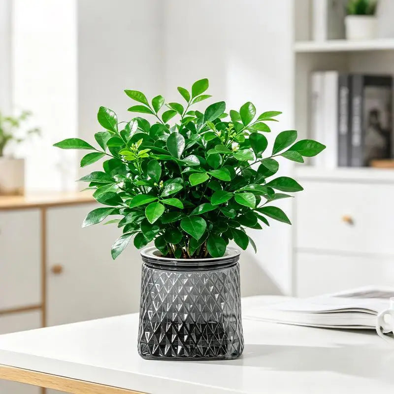 Mini Self-Watering Planter – Transparent PET Pot for Herbs & Succulents