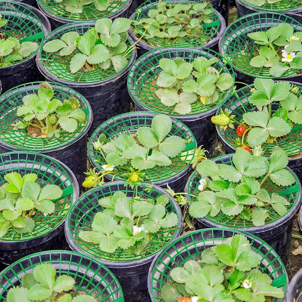 Strawberry Plant Supports 3-Leg Growing Racks – 5, 10 or 20 Pcs