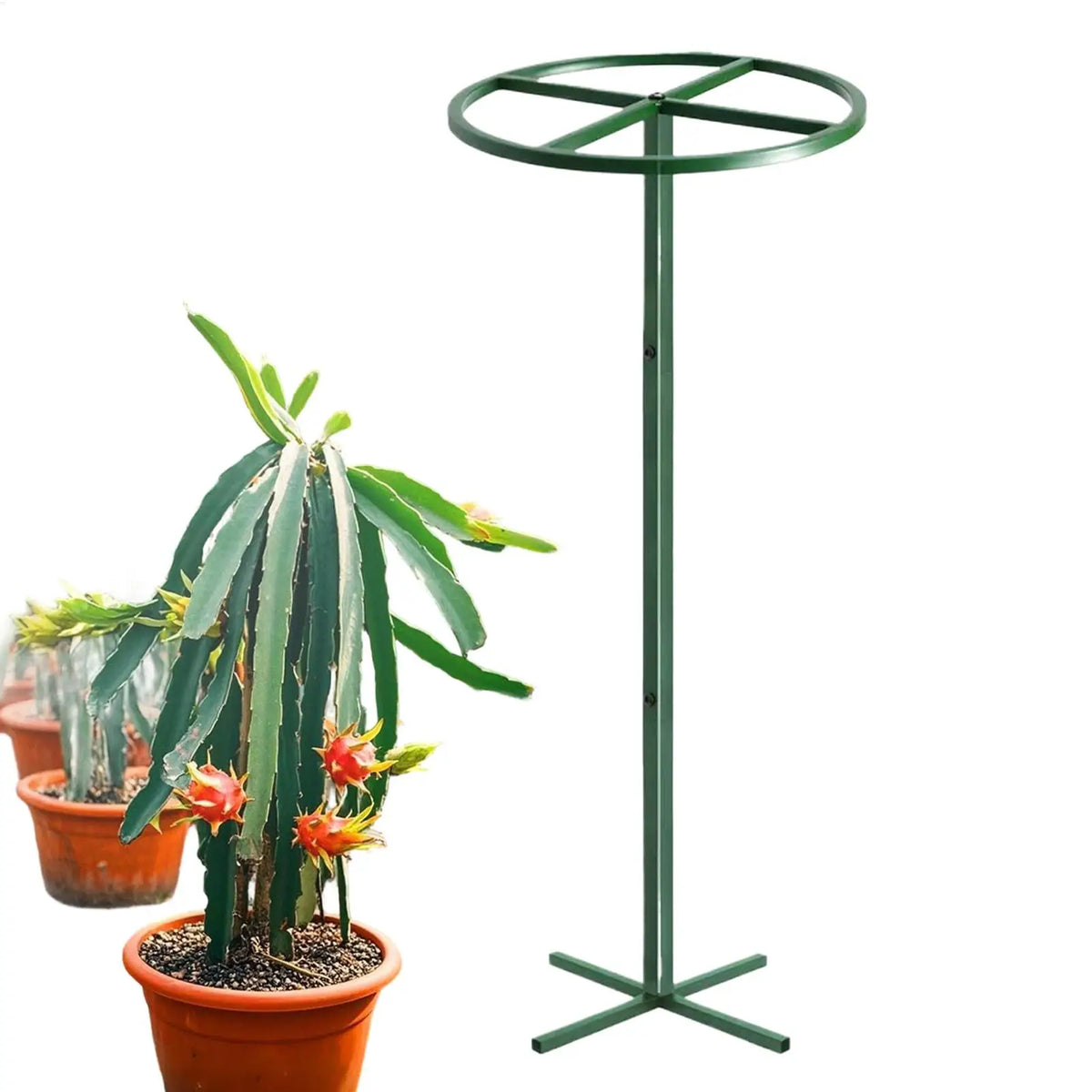 Adjustable Dragon Fruit Trellis | Vertical Metal Plant Support