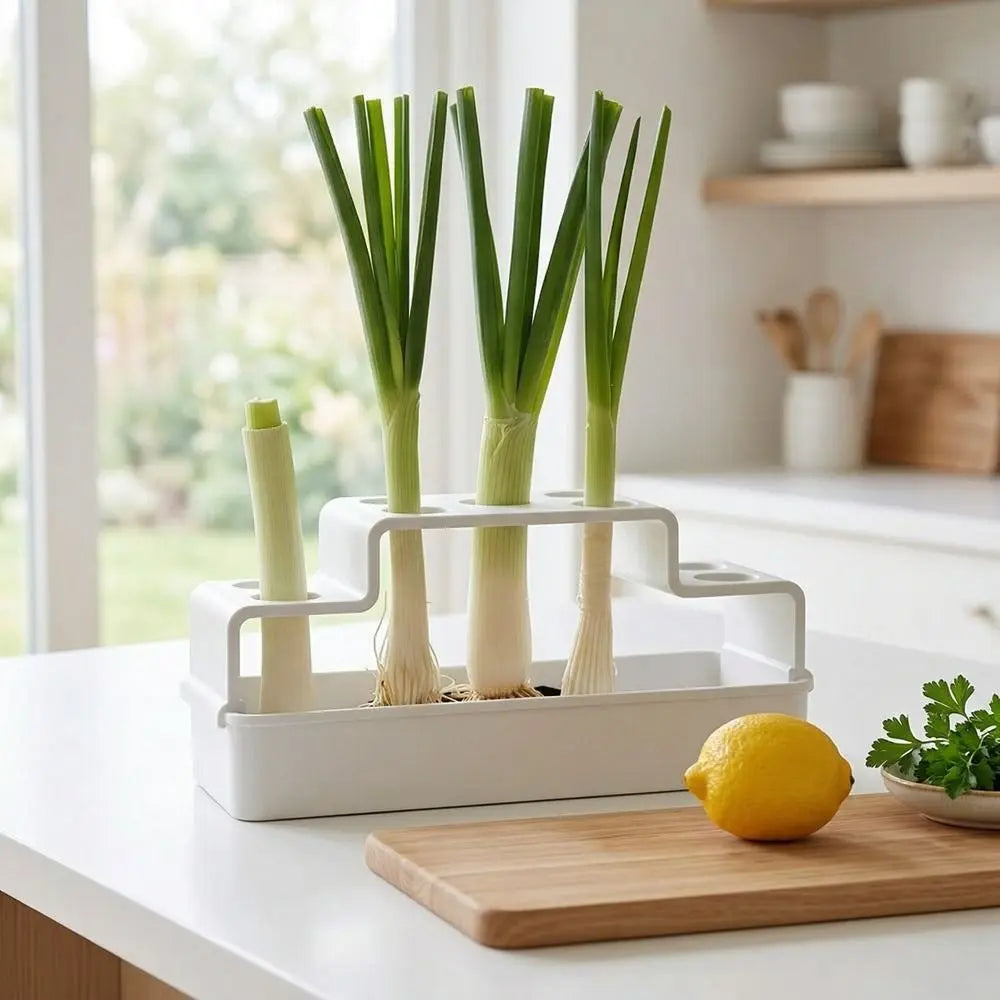 Hydroponic Vegetable Box – Soil-Free Herb Regrowth Planter