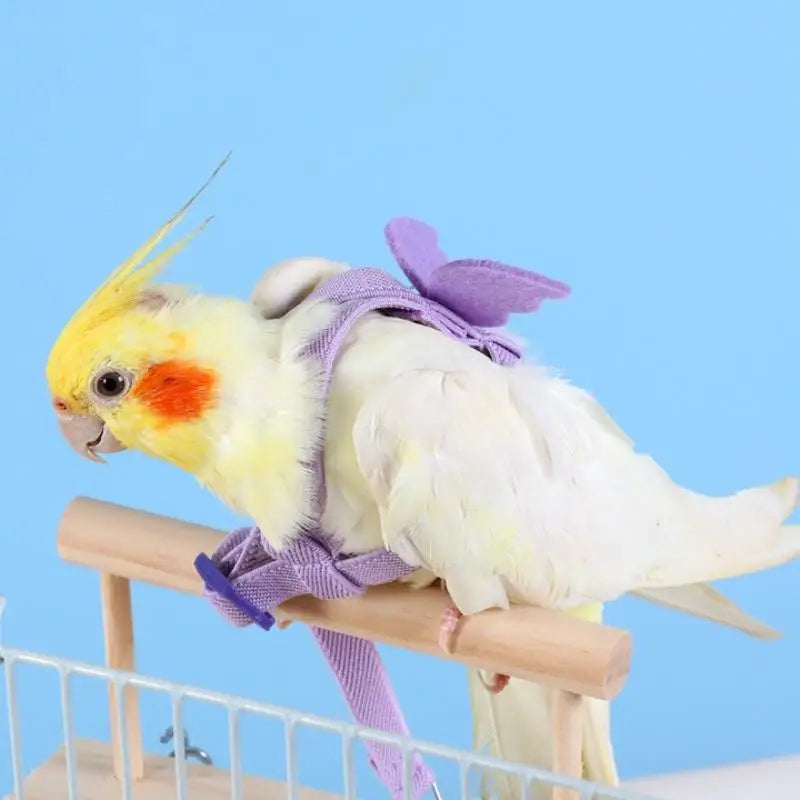 Parrot Harness & Leash Set – Budgie Cockatiel Outdoor Training