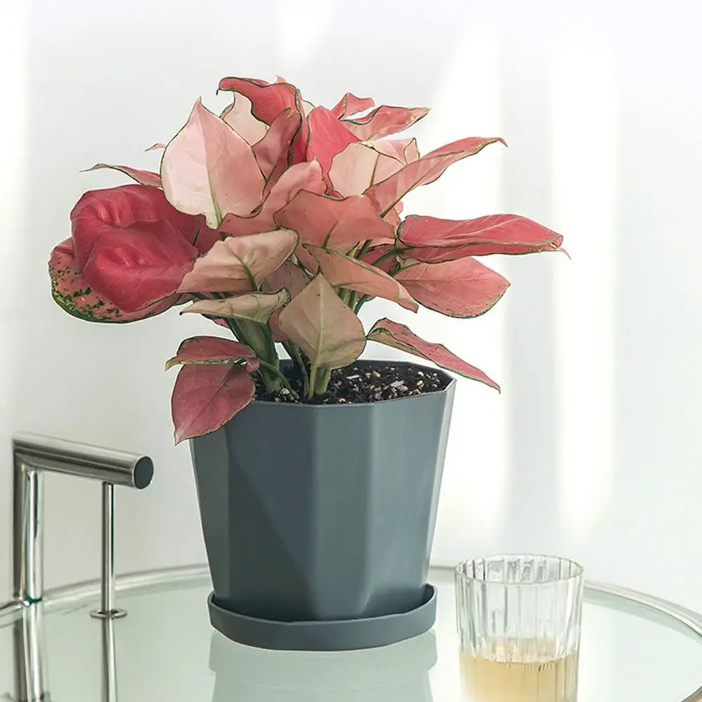 Self-Watering Planter Pot with Handle & Liner | Hydroponic