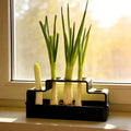 Scallion Hydroponic Growing Box – Soil-Free Reusable Planter