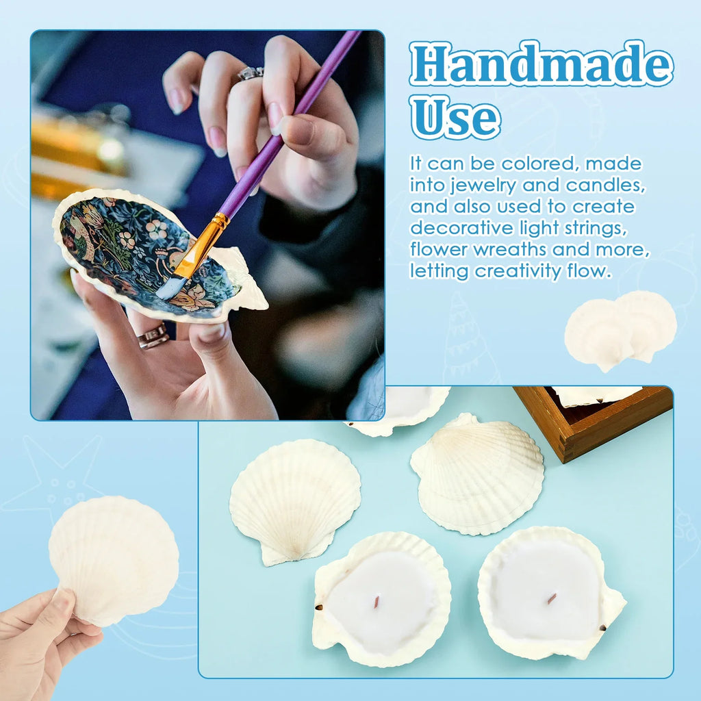 15Pcs Large Natural Scallop Shells – Crafts, Baking & Decor