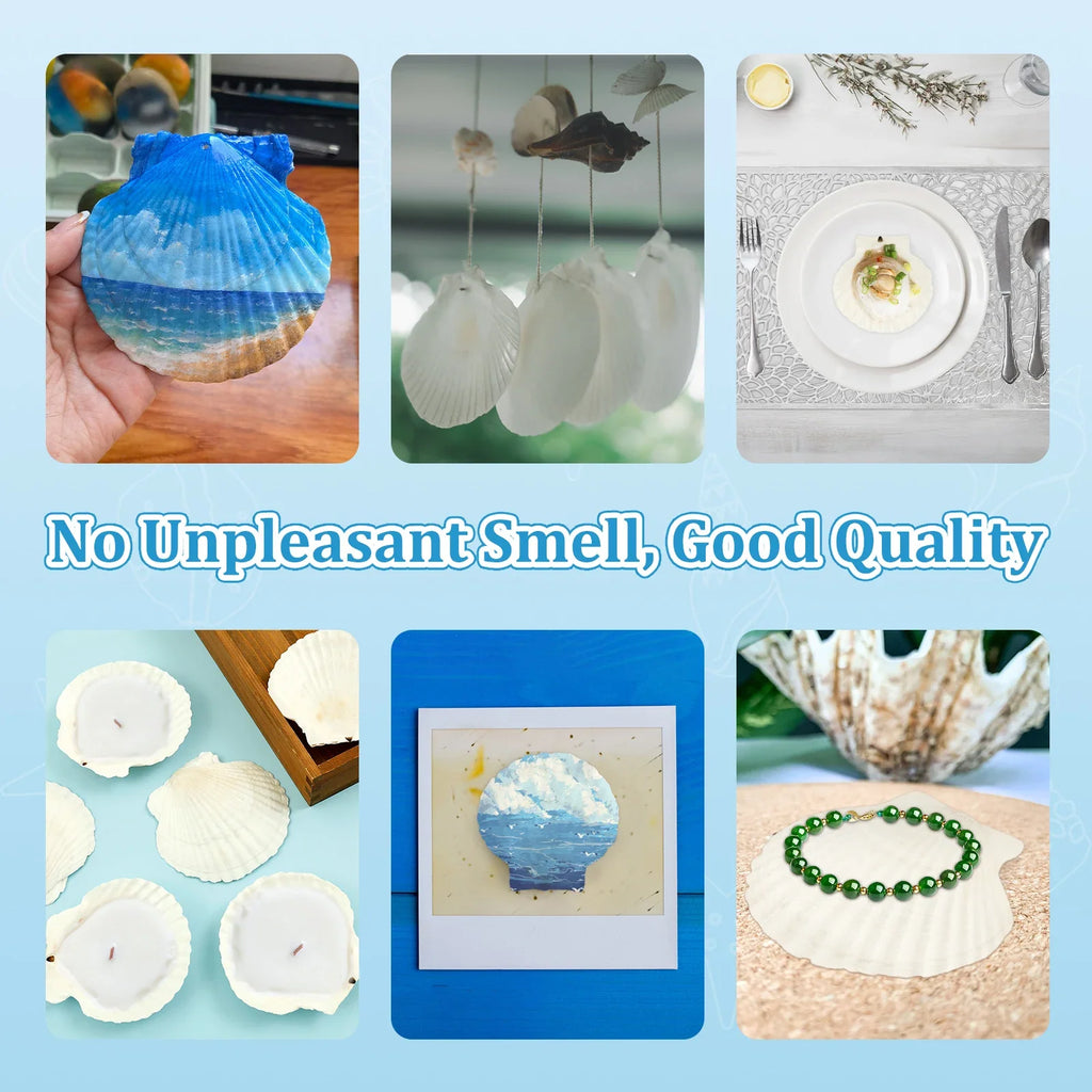 15Pcs Large Natural Scallop Shells – Crafts, Baking & Decor