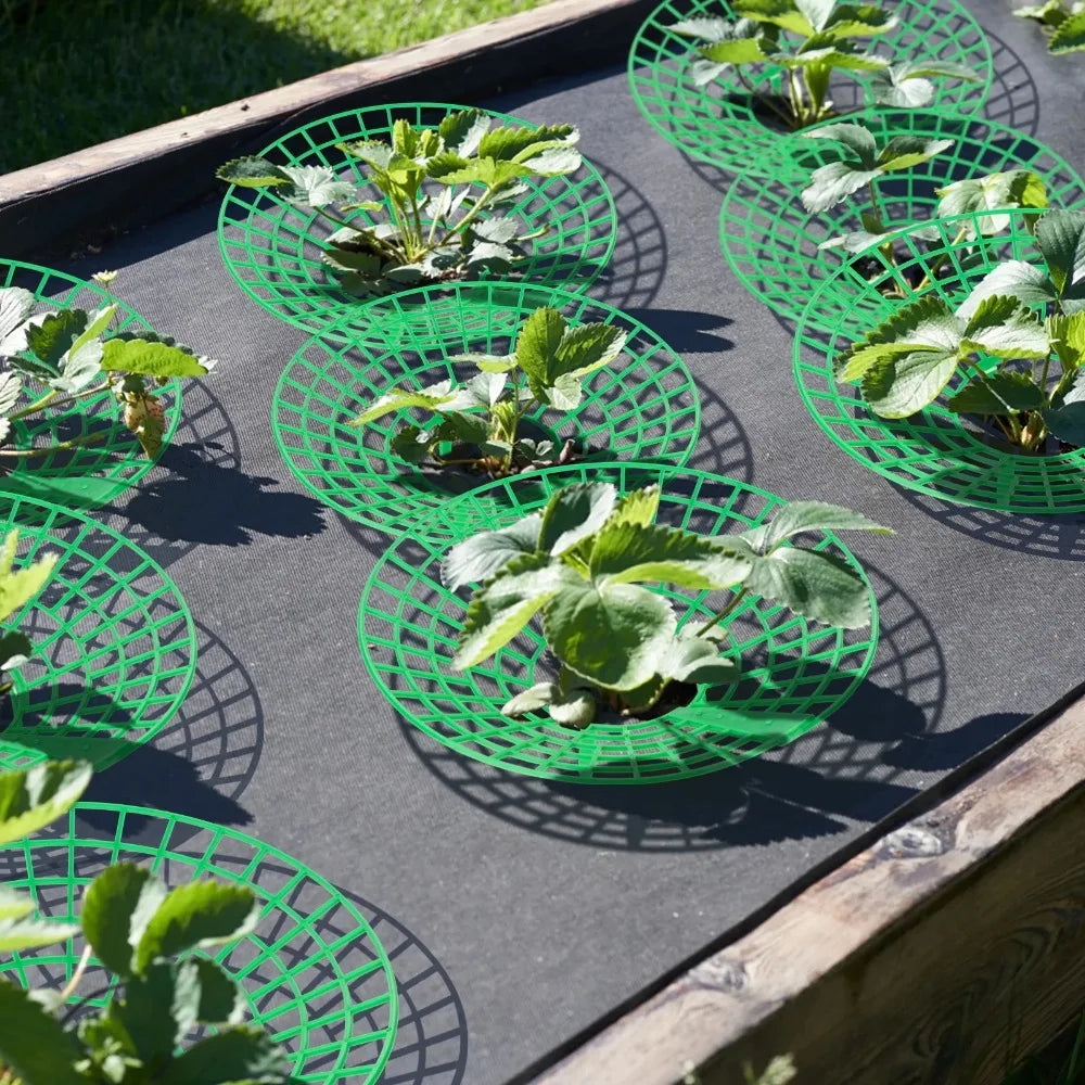 Strawberry Plant Supports 3-Leg Growing Racks – 5/10/20 Pcs