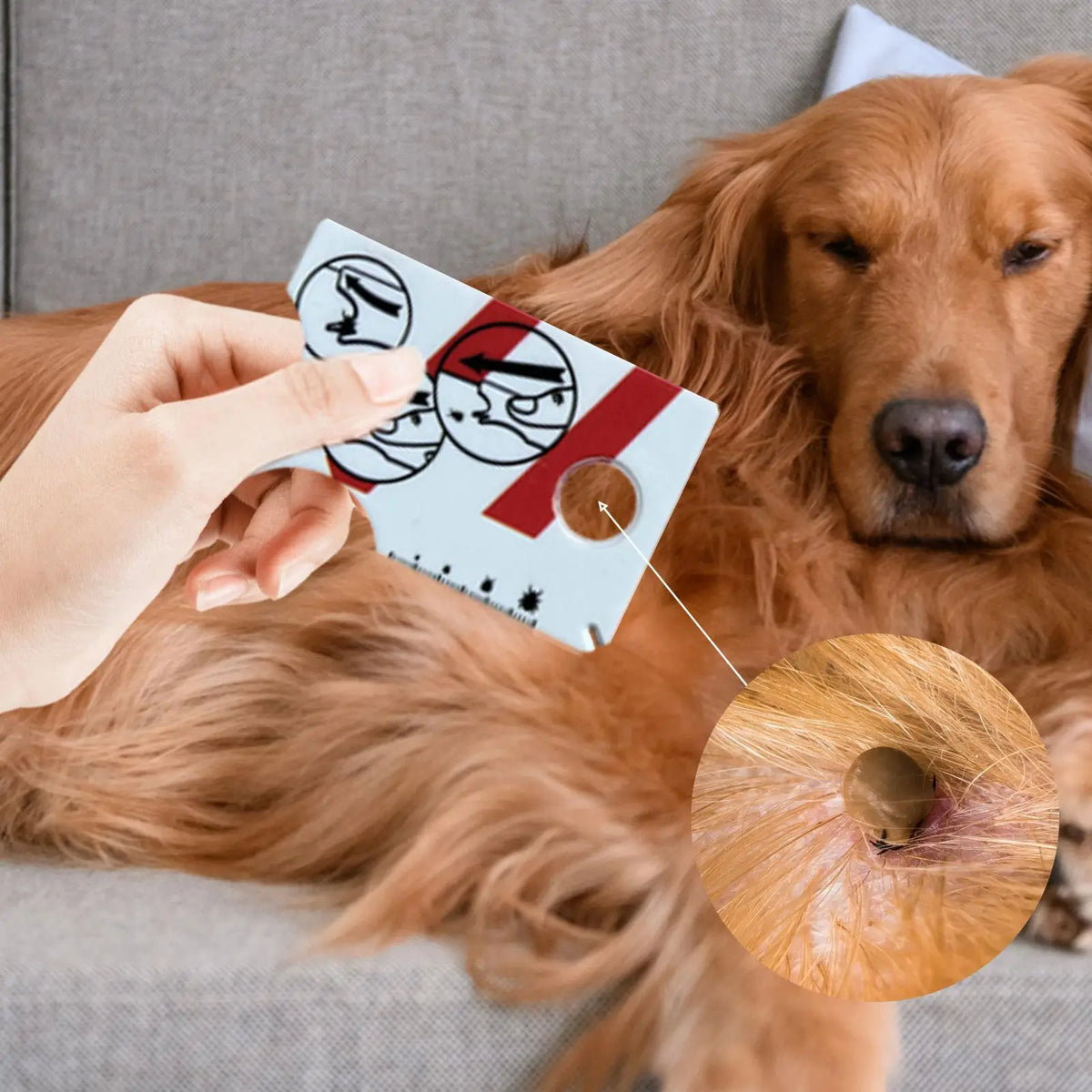Tick Remover Card with Magnifying Glass for Dogs & Cats