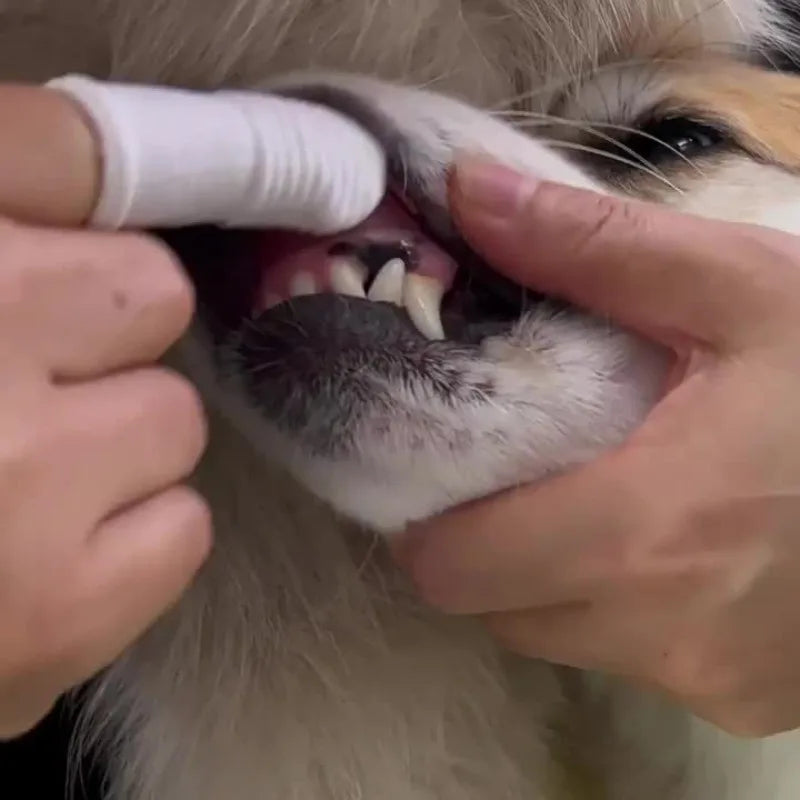 10-Pack Pet Finger Toothbrush Cots for Cats & Dogs | Nixie