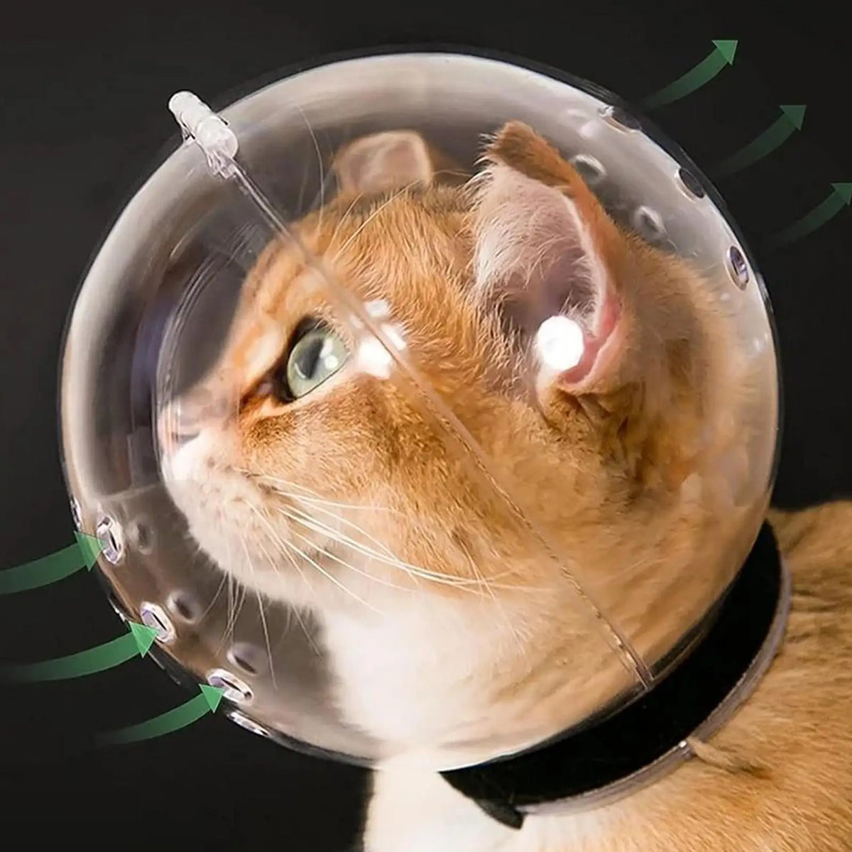 Transparent Cat Muzzle – Breathable Grooming Helmet