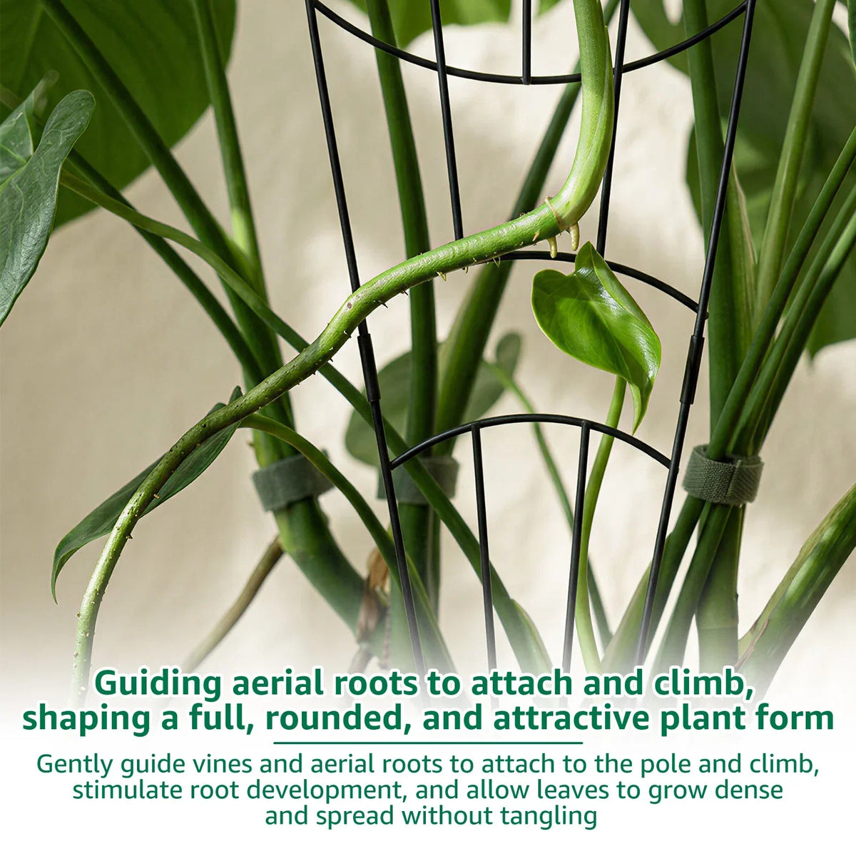 Metal Plant Climbing Trellis 2Pcs – Monstera Vine Support