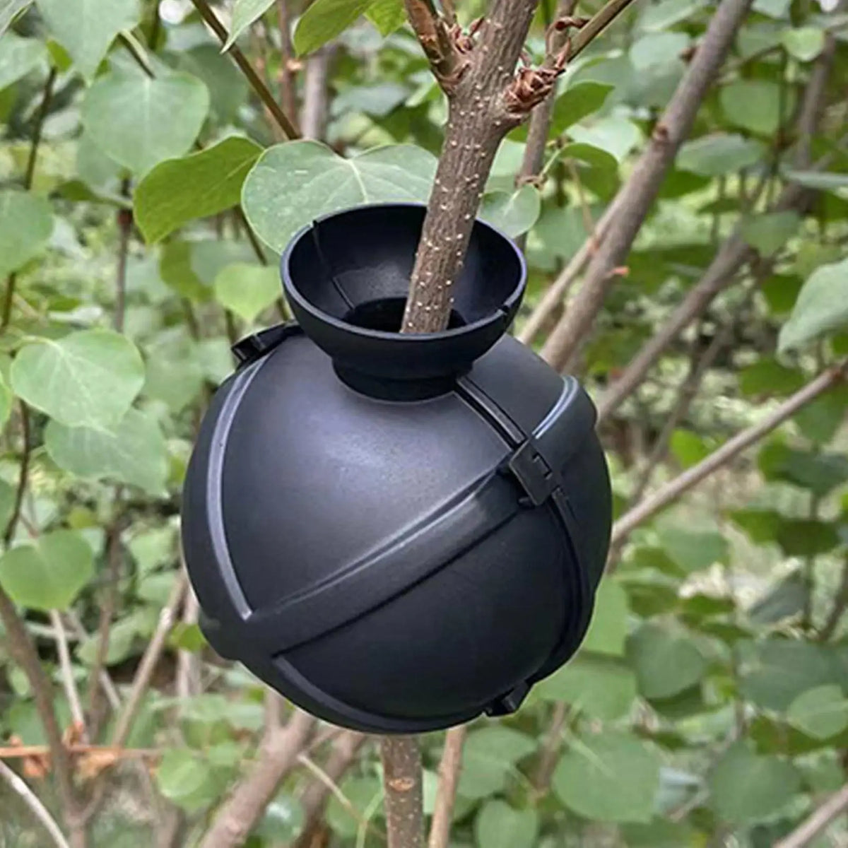 Plant Propagation Ball – Grafting Box for Cuttings & Rooting