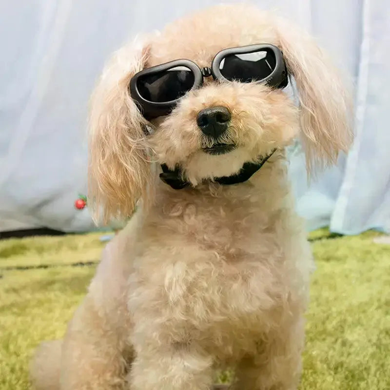Dog Goggles UV Protection Adjustable Pet Sunglasses | JETTING