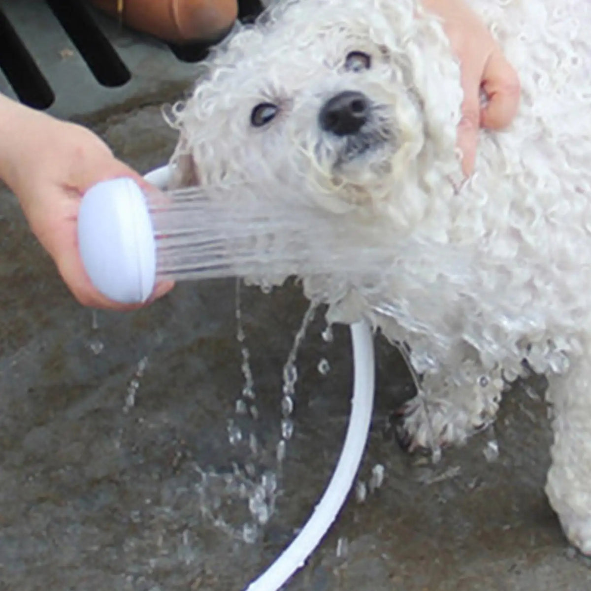 Pet Shower Head with Extended Hose for Dogs & Cats | Nixie
