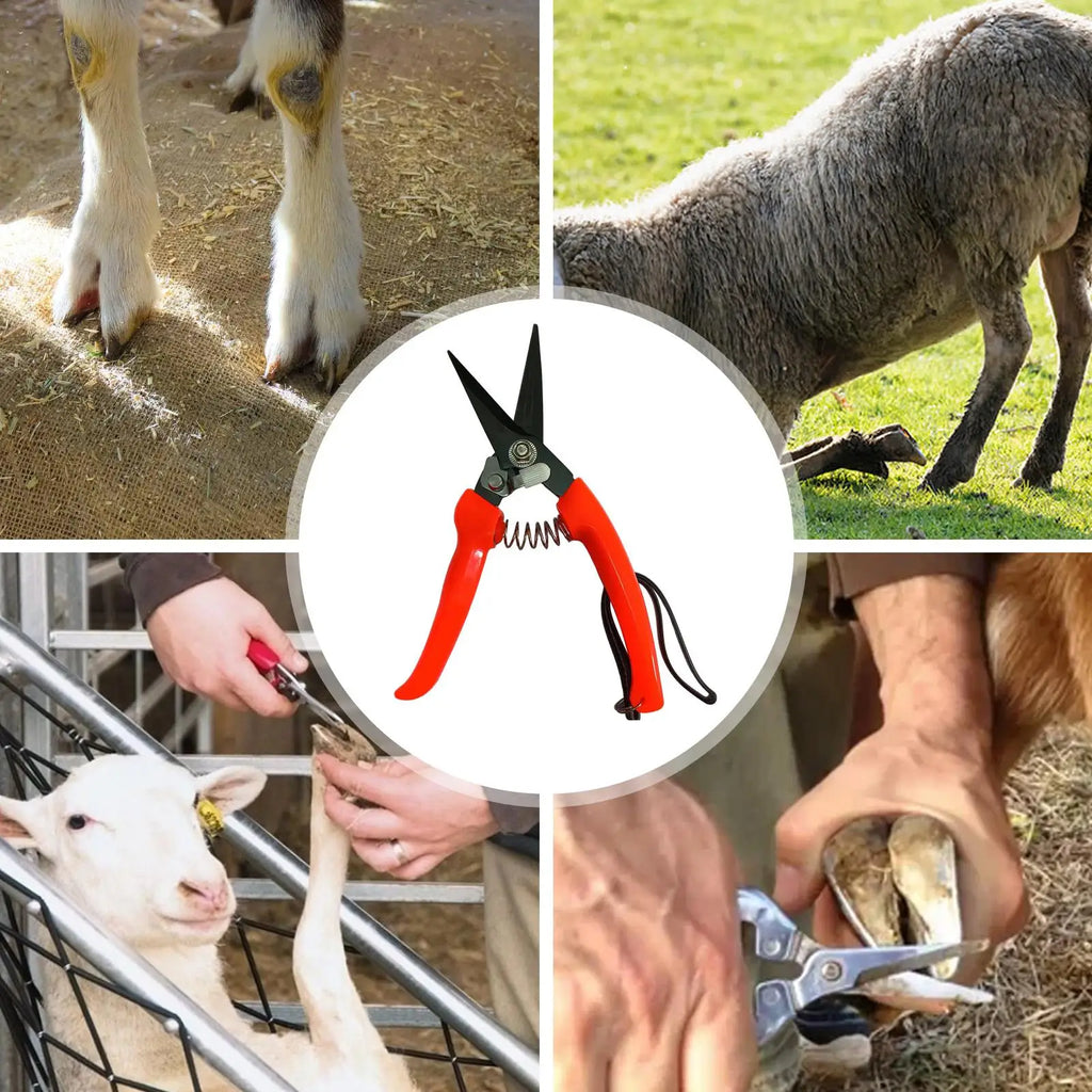 Sheep & Goat Hoof Trimmers – Stainless Steel Shears
