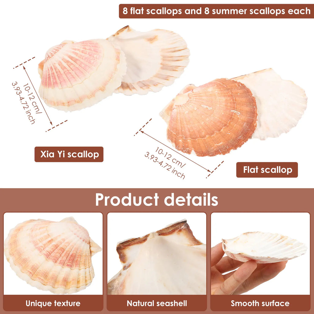 15Pcs Large Natural Scallop Shells – Crafts, Baking & Decor