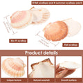 15Pcs Large Natural Scallop Shells – Crafts, Baking & Decor