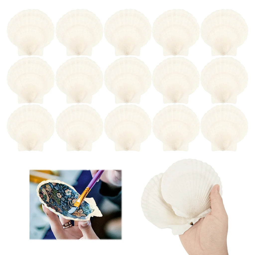 15Pcs Large Natural Scallop Shells – Crafts, Baking & Decor