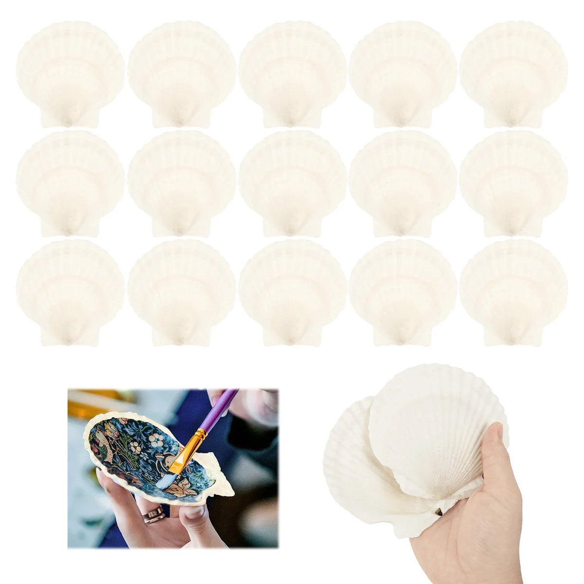15Pcs Large Natural Scallop Shells – Crafts, Baking & Decor