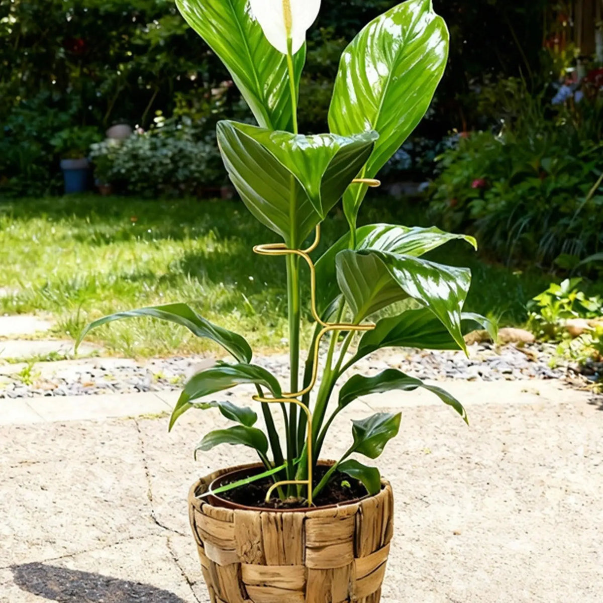 Metal Monstera Plant Stakes – Indoor & Outdoor Stem Support