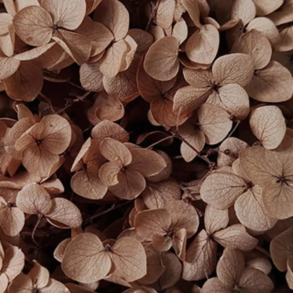 20g Dried Hydrangea Flowers – Resin, Jewelry & DIY Crafts