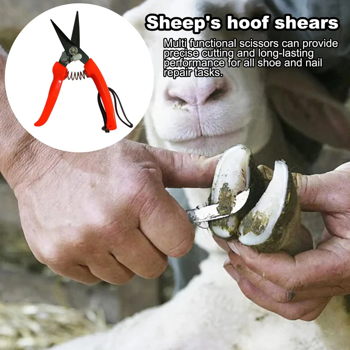 Sheep & Goat Hoof Trimmers – Stainless Steel Shears