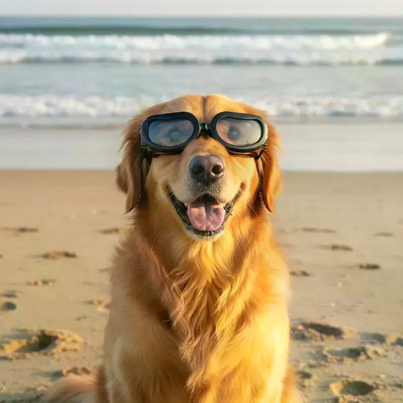 Dog Goggles UV Protection Adjustable Pet Sunglasses | JETTING