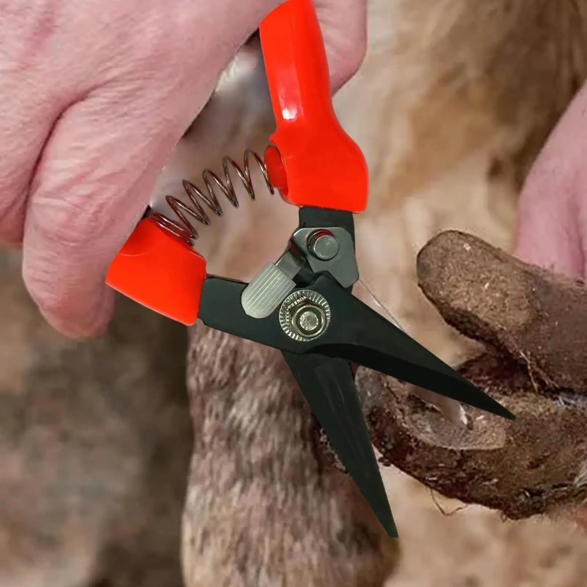 Sheep & Goat Hoof Trimmers – Stainless Steel Shears