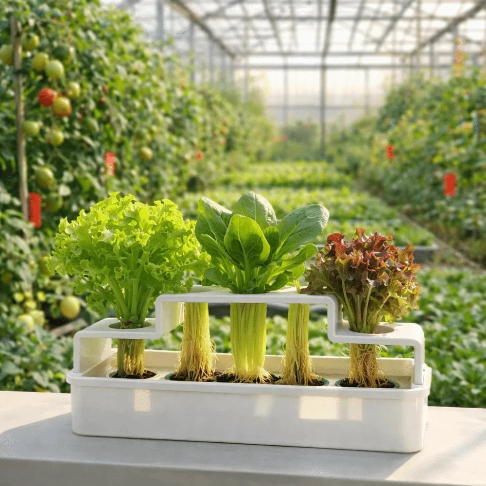 Hydroponic Vegetable Box – Soil-Free Herb Regrowth Planter