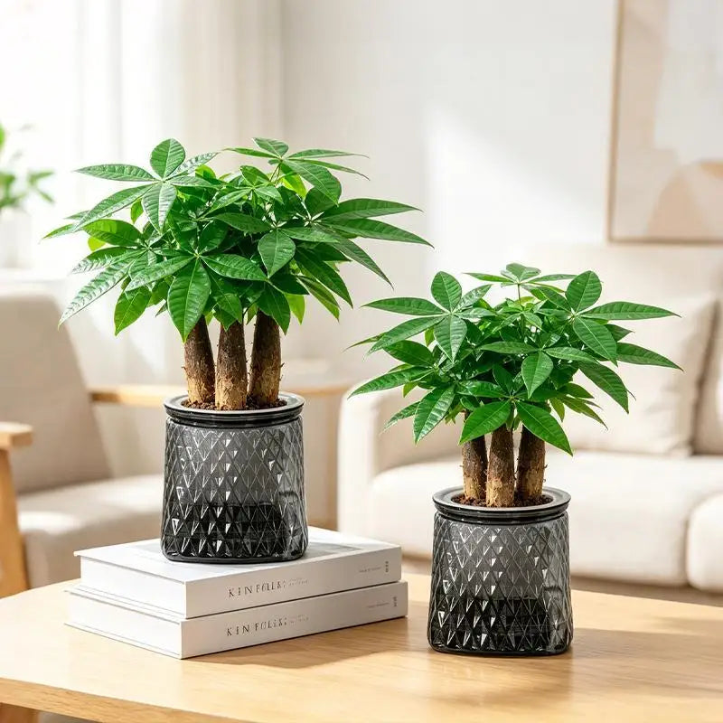 Mini Self-Watering Planter – Transparent PET Pot for Herbs & Succulents