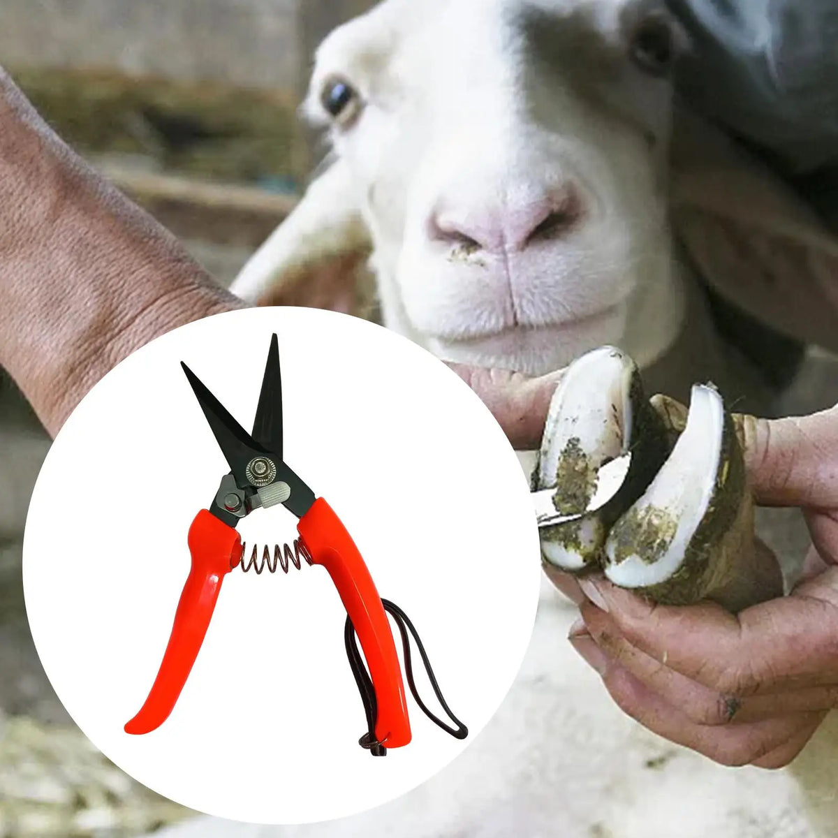Sheep & Goat Hoof Trimmers – Stainless Steel Shears